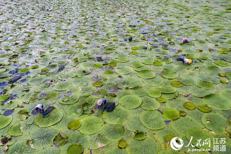 江苏淮安：芡实塘里蹚出致富路_fororder_6