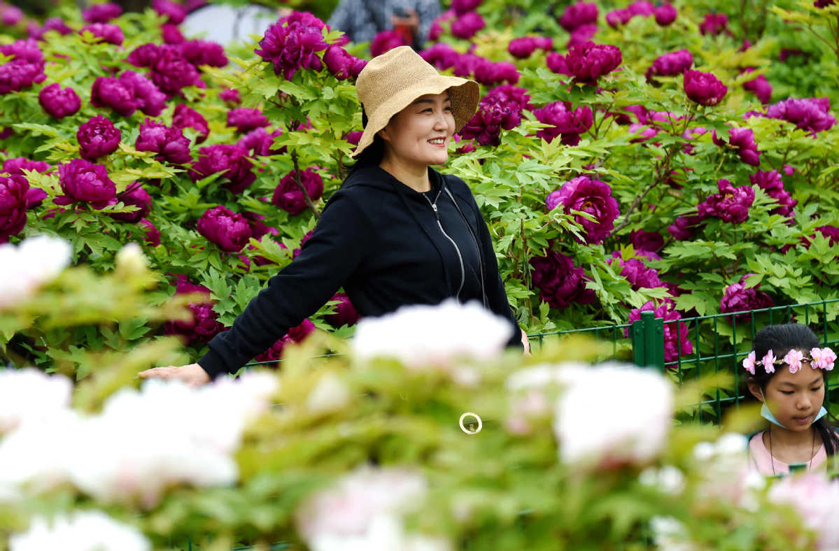 In Henan province, peonies are popular
