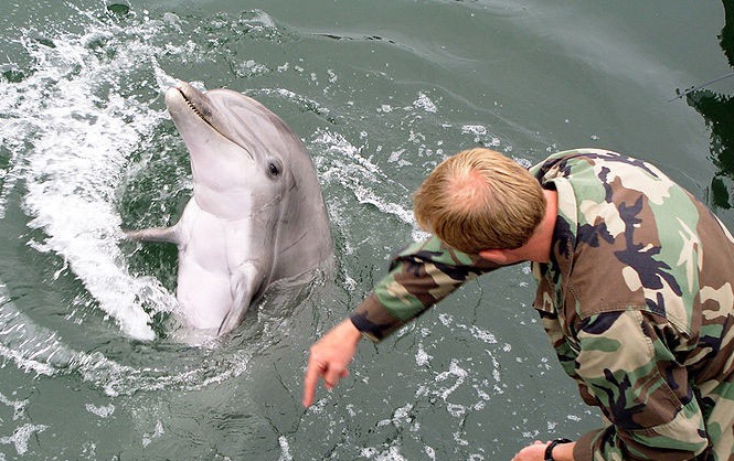 俄军计划重征“海豚兵” 部署克里米亚军港