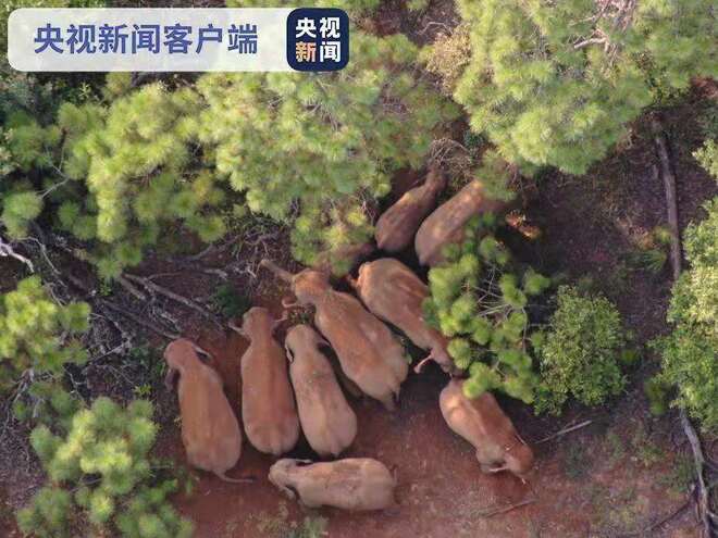 Kawanan Gajah Liar Pulang ke Habitat Asal_fororder_71d5615a996ab036f24c548365727fd