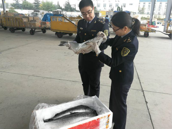 2吨重冰鲜三文鱼从青岛入境_fororder_e2a6e5816120ff84807348d5430abd56_meitu_5