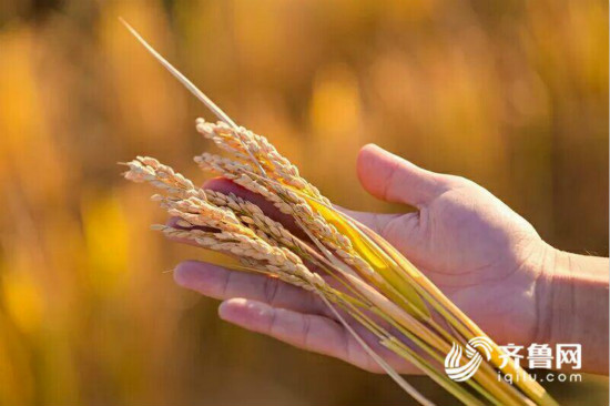 东营市垦利区千亩海水稻喜获丰收_fororder_8814c38b69bd233ddb467732e8978002_iqilu_meitu_7