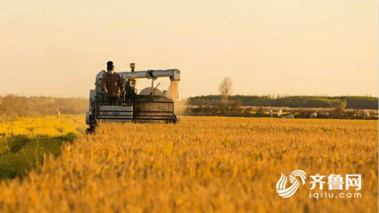 东营市垦利区千亩海水稻喜获丰收_fororder_a9ab67bbe0addfa7680f453089da69ac_iqilu_meitu_6