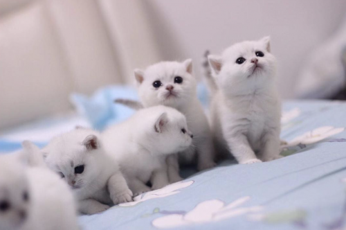 家用扫地机器人哪个牌子好？清洁宠物毛发有它不愁