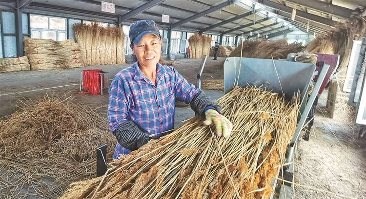 小芦苇编织 乡村振兴路