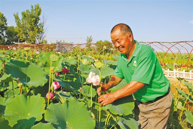 （轉載 等改圖）渭南合陽：荷花次第開 采收致富忙_fororder_17cd05b3-38fc-4861-87a8-6c4c8ed82a72