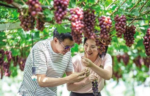 （转载）西安市鄠邑区优优葡萄观光园 游客采摘葡萄_fororder_QQ图片20210812093052