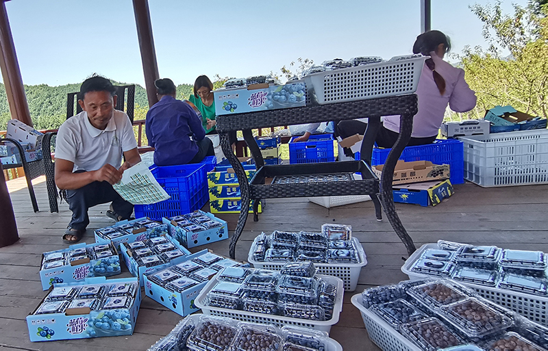 广元朝天：有机蓝莓丰收 价格走俏采摘忙_fororder_IMG_20210809_112208