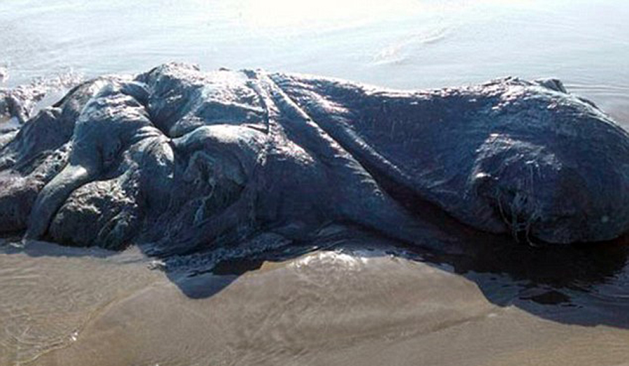 墨西哥海滩惊现巨型海怪 面目全非引网友猜测(组图)
