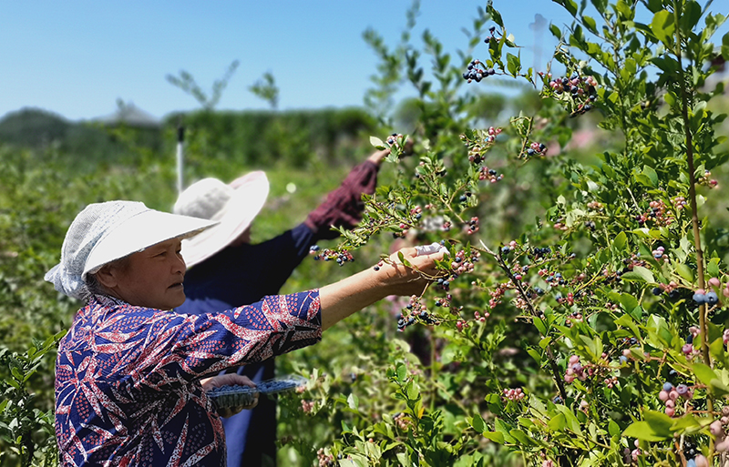 广元朝天：有机蓝莓丰收 价格走俏采摘忙_fororder_IMG_20210809_113728