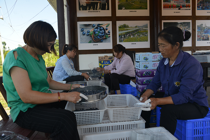 广元朝天：有机蓝莓丰收 价格走俏采摘忙_fororder_DSC_0594