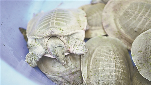 黄沙鳖成为广西桂平市一张亮丽名片