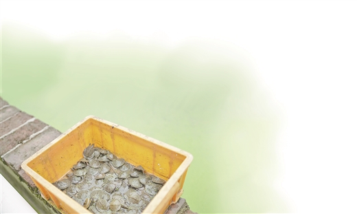 黃沙鱉成為廣西桂平市一張亮麗名片