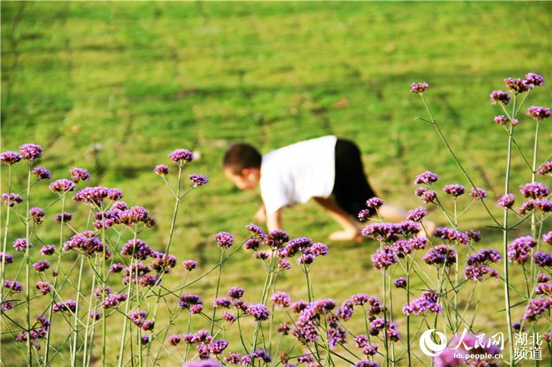 湖北郧阳：节日赏花正当时