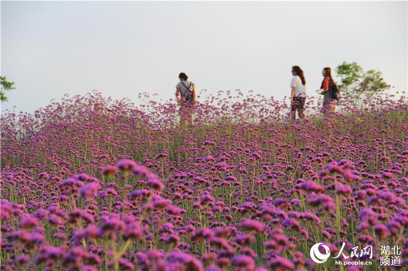 湖北鄖陽：節日賞花正當時