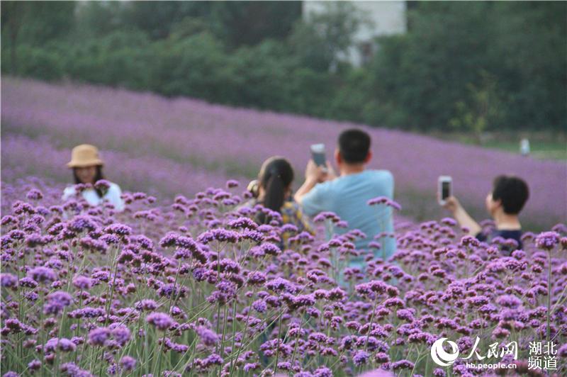 湖北鄖陽：節日賞花正當時