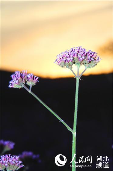 湖北鄖陽：節日賞花正當時