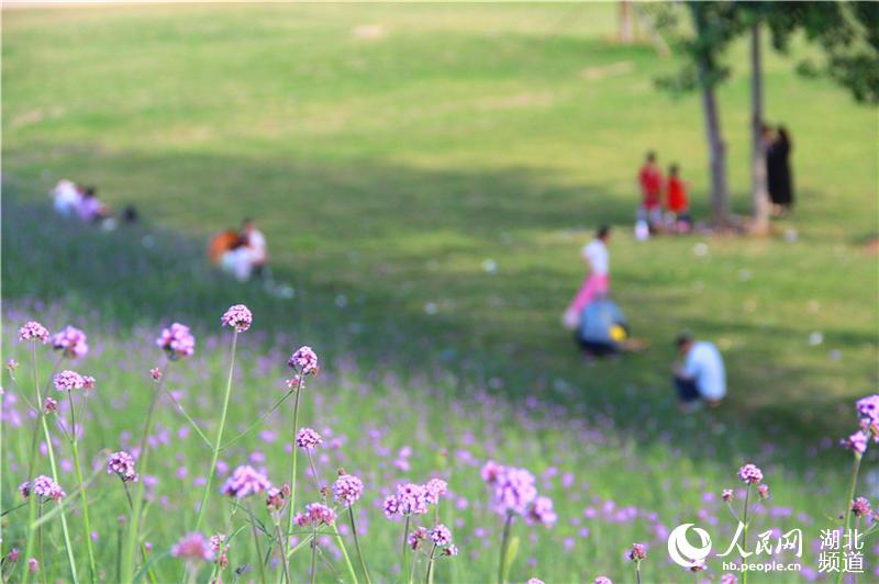 湖北鄖陽：節日賞花正當時