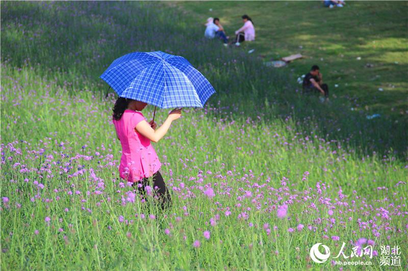 湖北鄖陽：節日賞花正當時