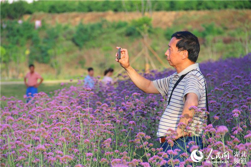 湖北郧阳：节日赏花正当时