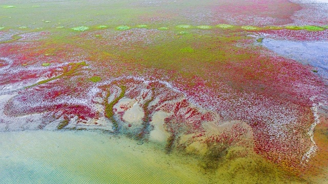 鹽城東臺：夏末初秋的條子泥 處處都是美麗畫卷