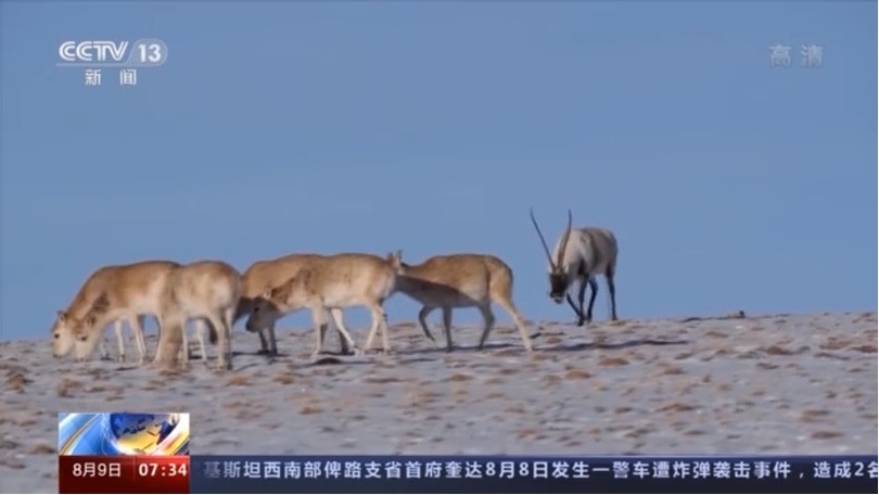 “ซุปเปอร์แด๊ดดี้” ของบรรดาละมั่งทิเบตตัวน้อย_fororder_图片 1