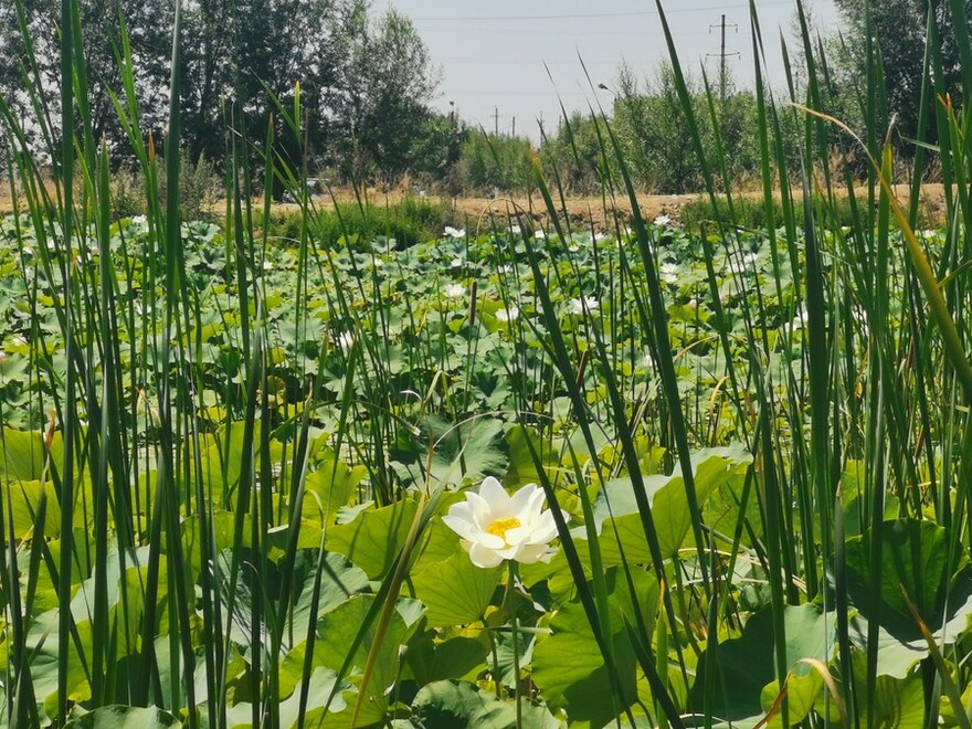 /Мультимеда/ Очерк: Семья предпринимателей из Китая дала китайский колорит узбекской земле, создав лотосовое озеро