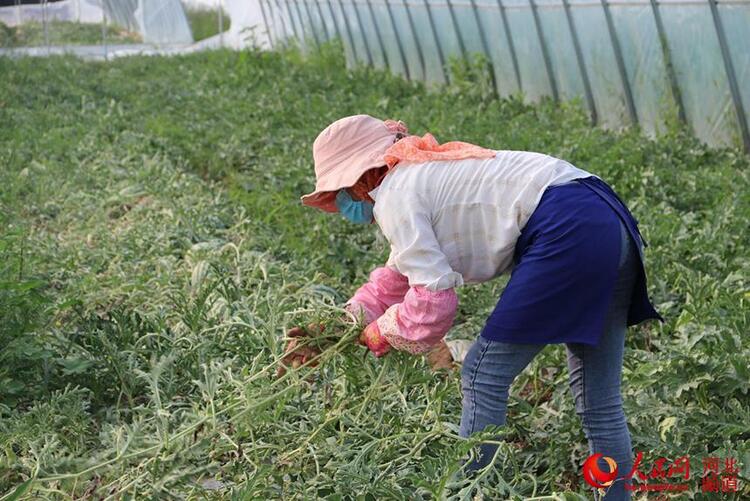 河北張北:麒麟西瓜助力鄉村振興