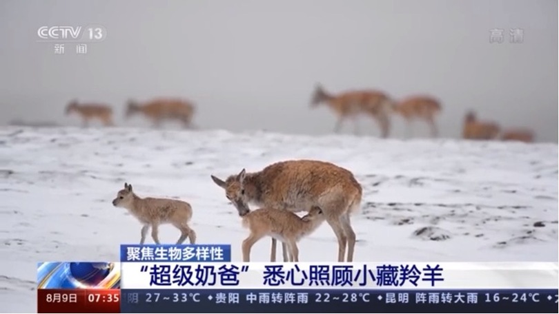 “ซุปเปอร์แด๊ดดี้” ของบรรดาละมั่งทิเบตตัวน้อย_fororder_图片 2