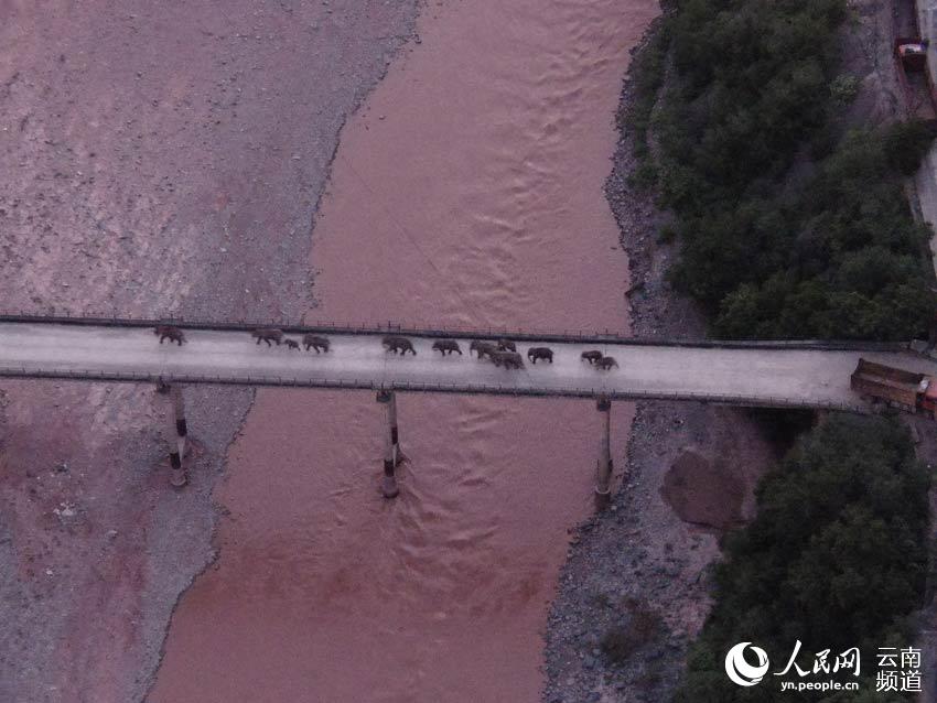 云南北移象群的高萌瞬间！哪一幕让你印象深刻