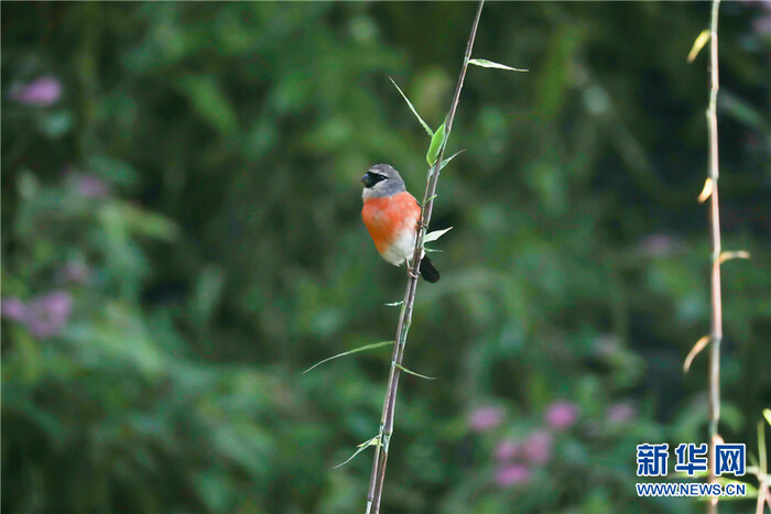 드론으로 촬영한 호북 파동 소신농가의 비경_fororder_2021-0809-tp-6