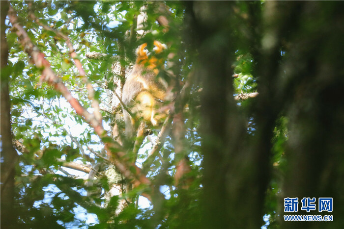 드론으로 촬영한 호북 파동 소신농가의 비경_fororder_2021-0809-tp-3