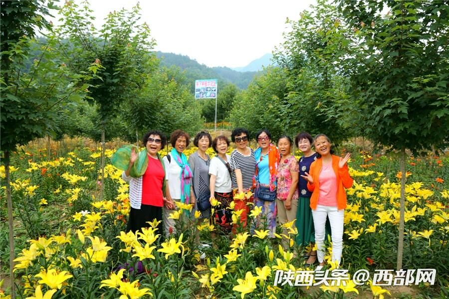 夏天的味道|石泉的百合花开了 好看又好吃