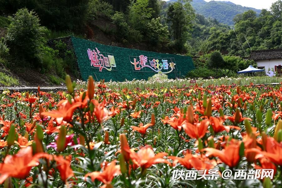 夏天的味道|石泉的百合花开了 好看又好吃