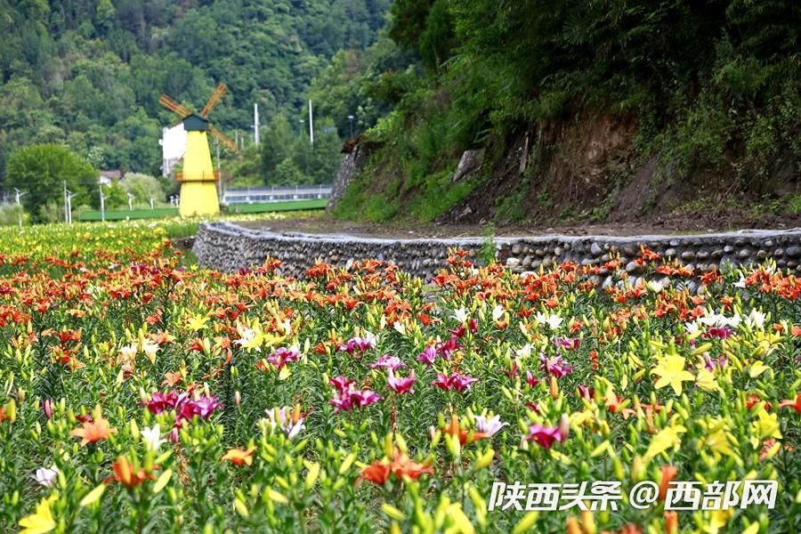 夏天的味道|石泉的百合花开了 好看又好吃