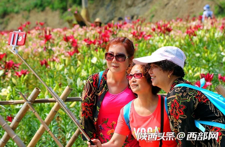 夏天的味道|石泉的百合花开了 好看又好吃