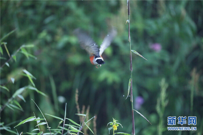 드론으로 촬영한 호북 파동 소신농가의 비경_fororder_2021-0809-tp-4