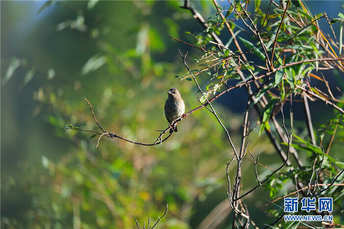 드론으로 촬영한 호북 파동 소신농가의 비경_fororder_2021-0809-tp-5