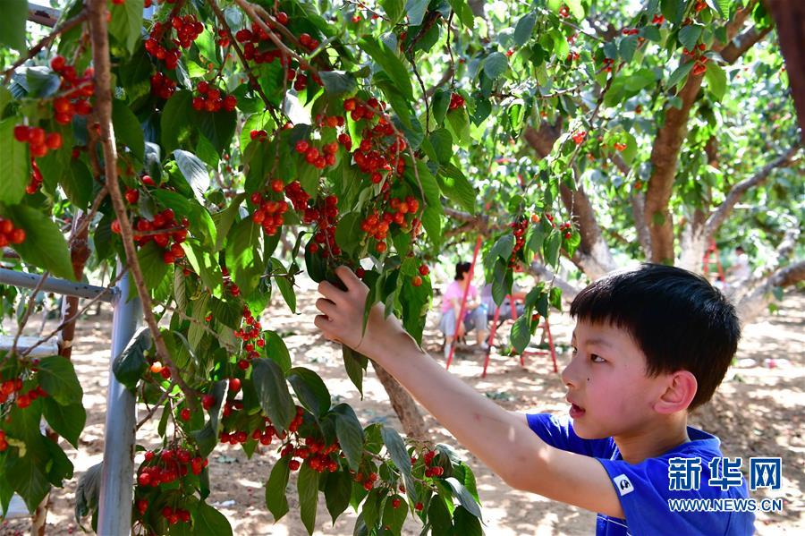 5月3日,小朋友在郑州樱桃沟景区的一个樱桃园里采摘樱桃.