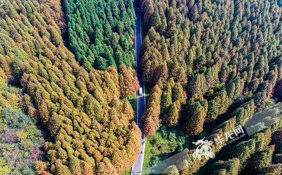 【渝情渝景】南川：山王坪生態公園秋色迷人