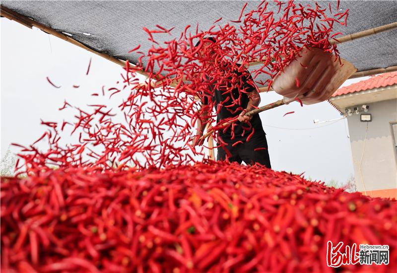 河北廣宗：紅火辣椒 紅火日子