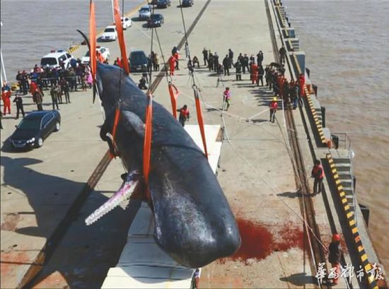 江蘇擱淺抹香鯨死前饑餓 並非因胃裏漁網喪命