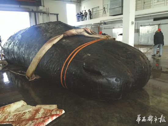 江蘇擱淺抹香鯨死前饑餓 並非因胃裏漁網喪命