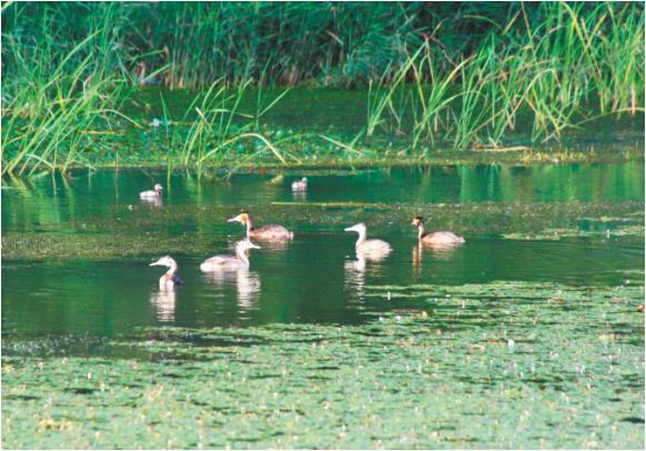 辽河湿地赏荷观鸟_fororder_大图鸟