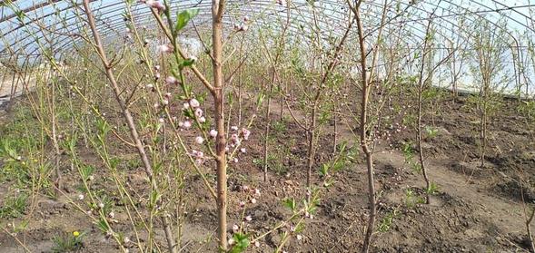 【OK有修改】【黑龙江】【供稿】在那桃花盛开的地方——绥化市明水县油桃产业发展纪实