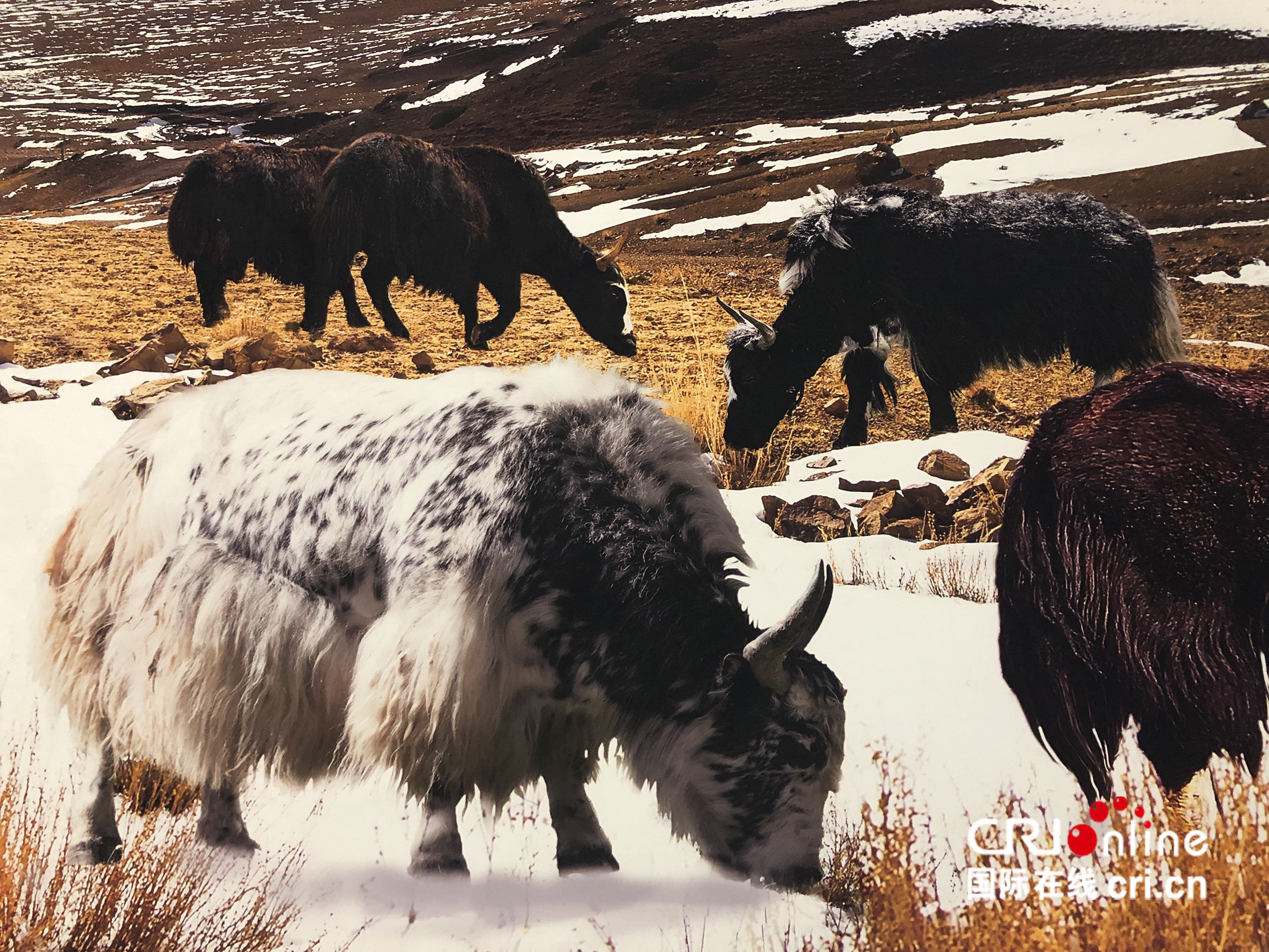 圖片默認標題_fororder_IMG_7200