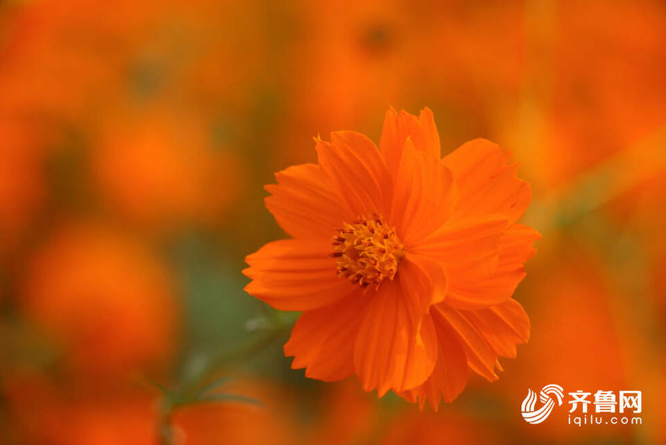 “济南牌”自然调色盘新增了一抹最美“活力橙”