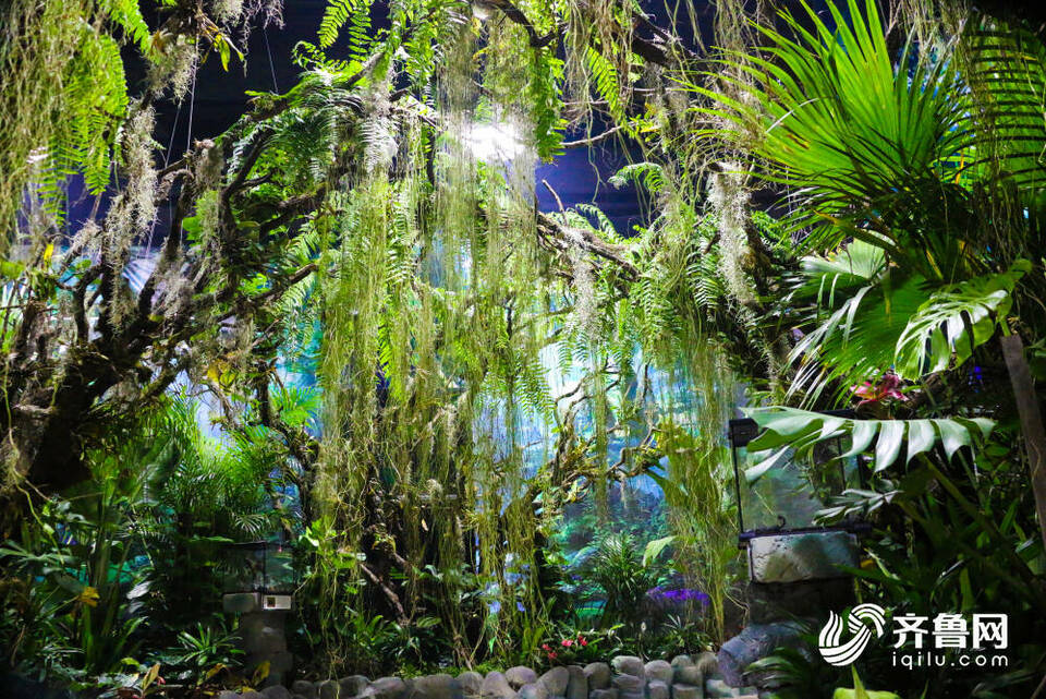 济南这片“热带雨林”免费参观！140余种动植物带你徜徉雨林世界