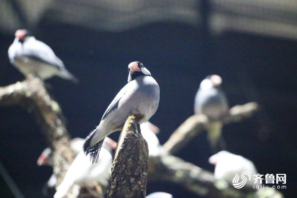 济南这片“热带雨林”免费参观！140余种动植物带你徜徉雨林世界