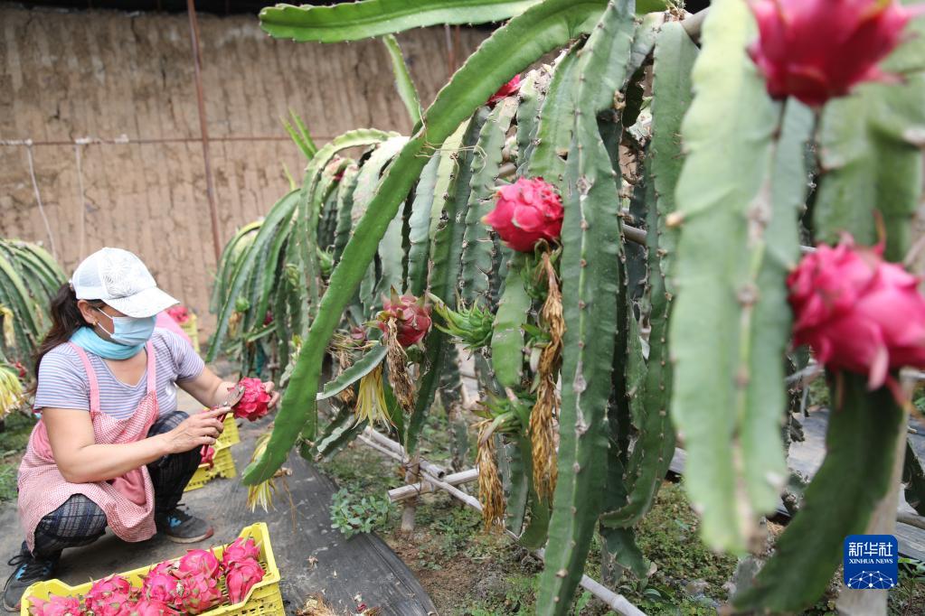 河北平泉：種植火龍果助農增收致富